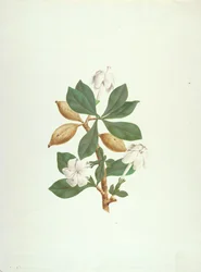 Aquariti (Blätter, Blumen und Früchte)